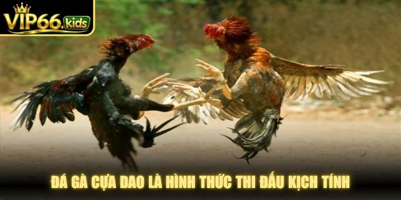Đá gà cựa dao là hình thức thi đấu kịch tính, mang tính chuyên nghiệp cao